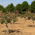 Plantacion de pistacho joven